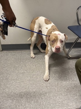Shelter Stray Male Dog last seen , Caddo Parish, LA, 1500 Monty St, Shreveport, LA 71107, USA