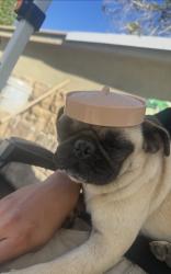 Reunited Male Dog last seen Golf course, National City, CA 91950