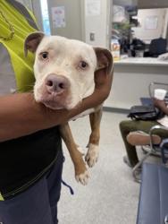 Shelter Stray Female Dog last seen , Caddo Parish, LA, 1500 Monty St, Shreveport, LA 71107, USA