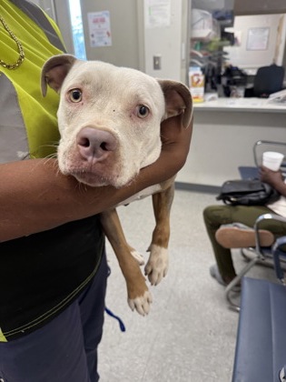 Shelter Stray Female Dog last seen , Caddo Parish, LA, 1500 Monty St, Shreveport, LA 71107, USA
