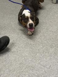 Shelter Stray Male Dog last seen , Caddo Parish, LA, 1500 Monty St, Shreveport, LA 71107, USA