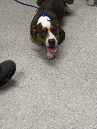 Shelter Stray Male Dog last seen , Caddo Parish, LA, 1500 Monty St, Shreveport, LA 71107, USA