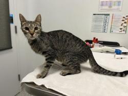 Shelter Stray Female Cat last seen Near Locust St, 64106, 64106, MO, 7077 Elmwood Ave, Kansas City, MO 64132, USA