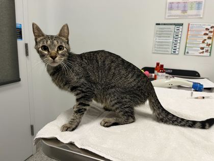 Shelter Stray Female Cat last seen Near Locust St, 64106, 64106, MO, 7077 Elmwood Ave, Kansas City, MO 64132, USA