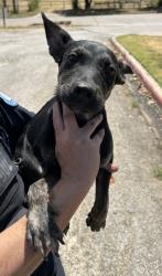 Shelter Stray Male Dog last seen Near Village Creek Dr, East District, TX, 355 Hillshire Dr, Haslet, TX 76052, USA