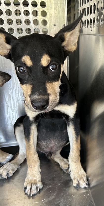 Shelter Stray Male Dog last seen Near Village Creek Dr, East District, TX, 355 Hillshire Dr, Haslet, TX 76052, USA