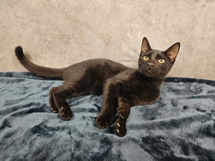 Shelter Stray Male Cat last seen Dartbrook Dr, Desoto, TX, 1150 E Pleasant Run Rd, Cedar Hill, TX 75104, USA