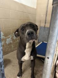 Shelter Stray Male Dog last seen Ave 8 1/2 and Rd 24 1/2, Madera County, CA, 205 Tozer St, Madera, CA 93638, USA