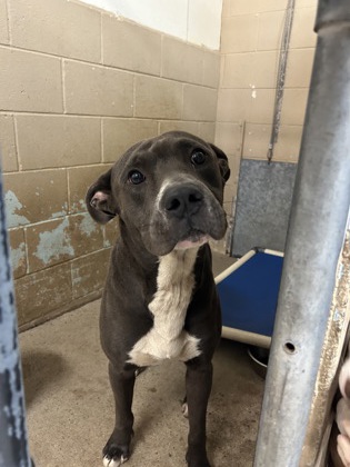 Shelter Stray Male Dog last seen Ave 8 1/2 and Rd 24 1/2, Madera County, CA, 205 Tozer St, Madera, CA 93638, USA