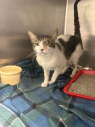 Shelter Stray Male Cat last seen Near BLK JOSLIN, District 2 - West Cleburne,, 2375 Service Dr, Cleburne, TX 76033, USA