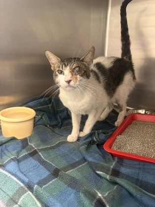 Shelter Stray Male Cat last seen Near BLK JOSLIN, District 2 - West Cleburne,, 2375 Service Dr, Cleburne, TX 76033, USA
