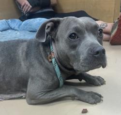 Shelter Stray Female Dog last seen Near Whites Ridge Decatur, 30034, 30034, GA, 3280 Chamblee Dunwoody Rd, Chamblee, GA 30341, USA