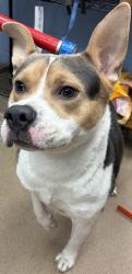 Shelter Stray Male Dog last seen Near Old Front St Stone Mountain Georgia 30083, 30083, GA, 3280 Chamblee Dunwoody Rd, Chamblee, GA 30341, USA