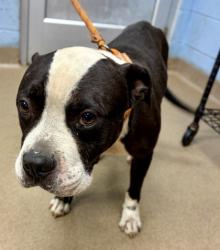 Shelter Stray Male Dog last seen Near E Ponce De Leon Ave Stone Mountain, 30083, 30083, GA, 3280 Chamblee Dunwoody Rd, Chamblee, GA 30341, USA