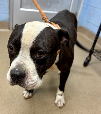 Shelter Stray Male Dog last seen Near E Ponce De Leon Ave Stone Mountain, 30083, 30083, GA, 3280 Chamblee Dunwoody Rd, Chamblee, GA 30341, USA