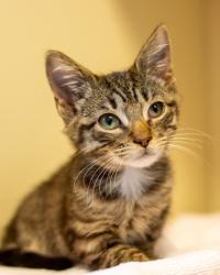 Shelter Stray Male Cat last seen Near Shallowford Rd, Chamblee 30341, 30341, GA, 3280 Chamblee Dunwoody Rd, Chamblee, GA 30341, USA