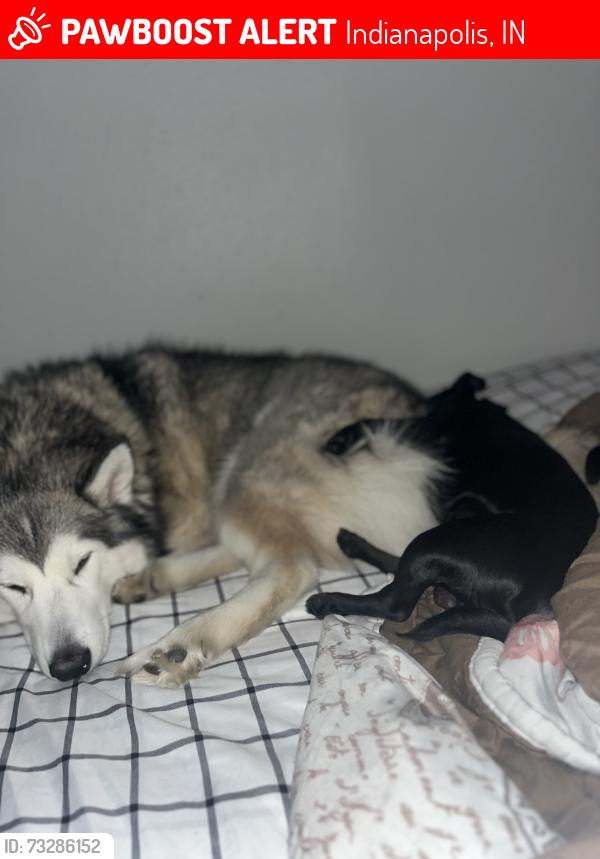 Lost Female Dog last seen 30th and mitthoeffer, Indianapolis, IN 46229