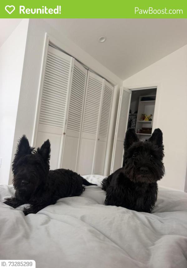 Reunited Male Dog last seen El Carmelo and South Court, Palo Alto, CA 94306