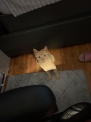 Reunited Female Cat last seen Anywhere near Hemphill Road, Stockbridge, GA 30281