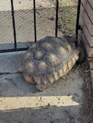 Found/Stray Unknown Reptile last seen Del Monte Ave / Tremont Street, Chula Vista, CA 91911