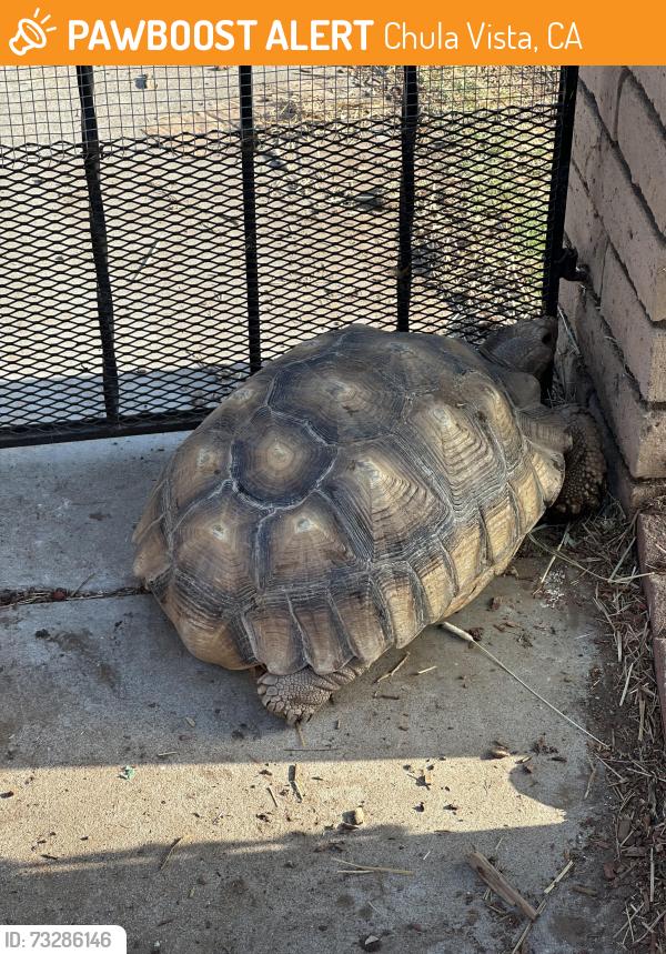 Found/Stray Unknown Reptile last seen Del Monte Ave / Tremont Street, Chula Vista, CA 91911