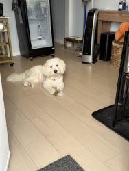 Lost Male Dog last seen Barranca and Humboldt, Los Angeles, CA 90031