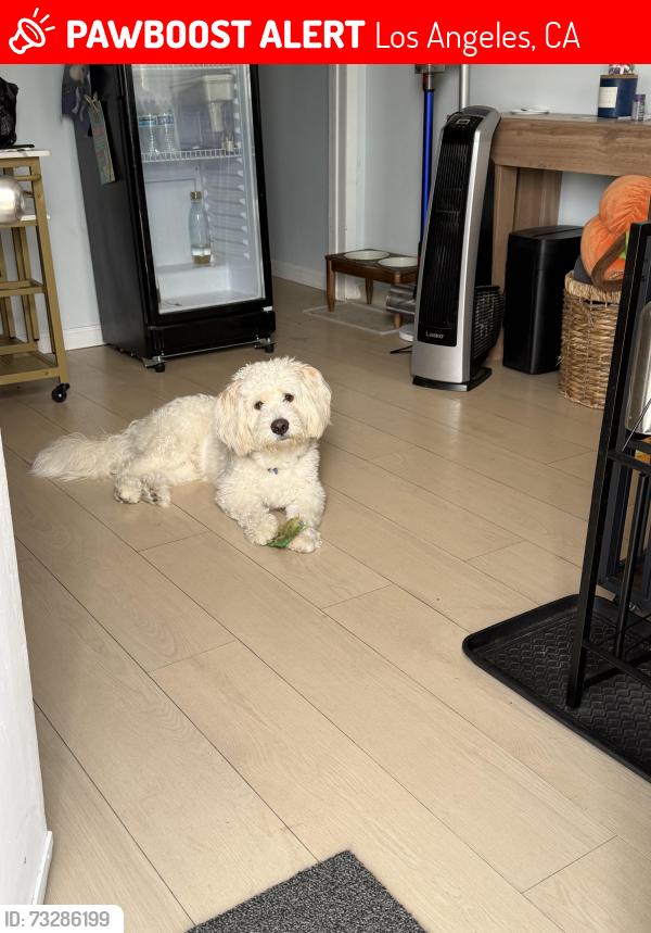 Lost Male Dog last seen Barranca and Humboldt, Los Angeles, CA 90031