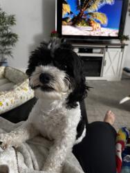 Reunited Female Dog last seen Eastern Animal hosp, Baltimore, MD 21224