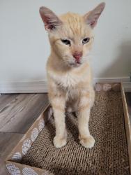 Found/Stray Male Cat last seen Tri rail station Hollywood, Hollywood, FL 33020