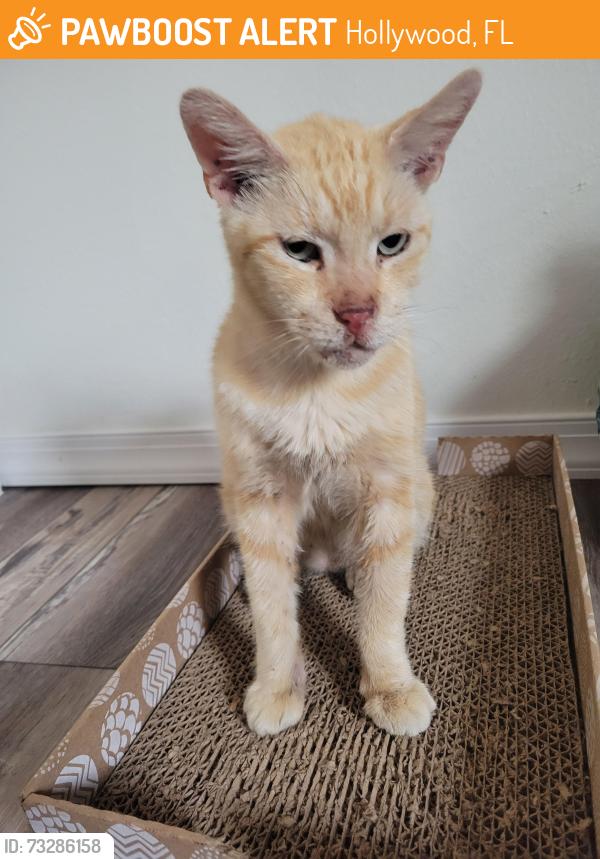 Found/Stray Male Cat last seen Tri rail station Hollywood, Hollywood, FL 33020