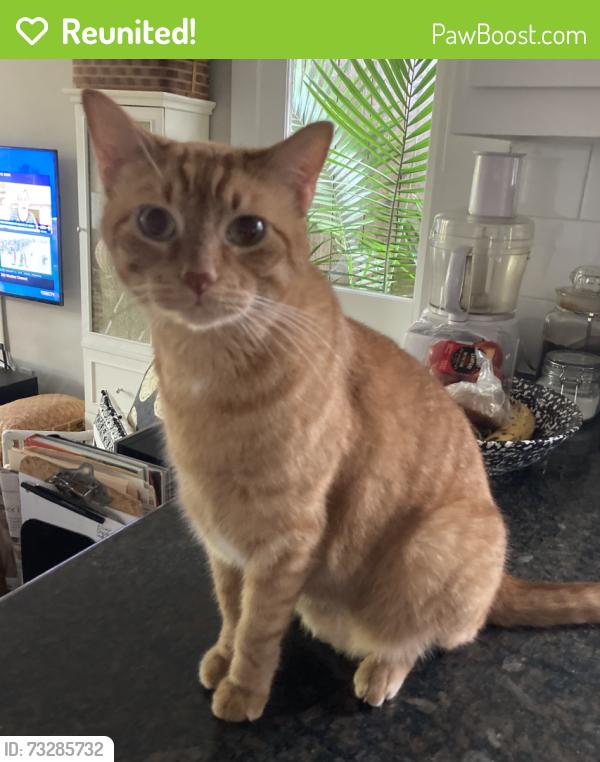 Reunited Male Cat last seen Peden Street betweeen Bomar and Hazel in the Montrose area, Houston, TX 77006