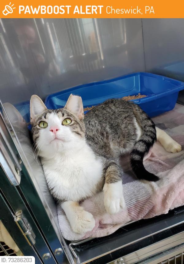 Found/Stray Male Cat last seen Saxonburg Blvd and Burger Rd, Cheswick, PA 15024