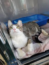 Found/Stray Male Cat last seen Saxonburg Blvd and Burger Rd, Cheswick, PA 15024