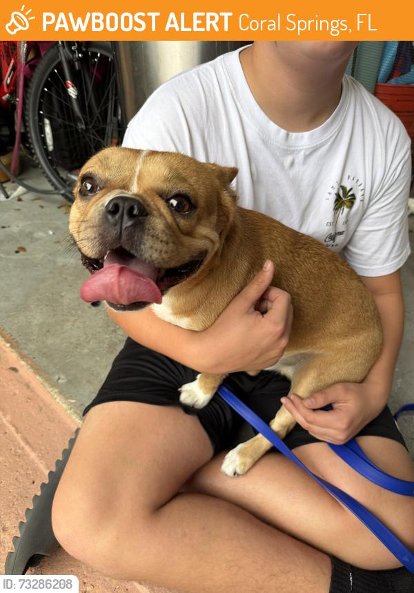 Found/Stray Male Dog last seen In the street by hses, Coral Springs, FL 33071