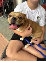 Found/Stray Male Dog last seen In the street by hses, Coral Springs, FL 33071