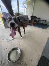 Reunited Female Dog last seen Wellington and savonna, Port St. Lucie, FL 34953