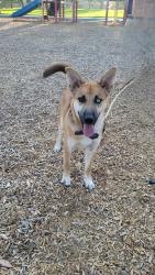 Lost Female Dog last seen Standing Rock, San Bernardino County, CA 92308