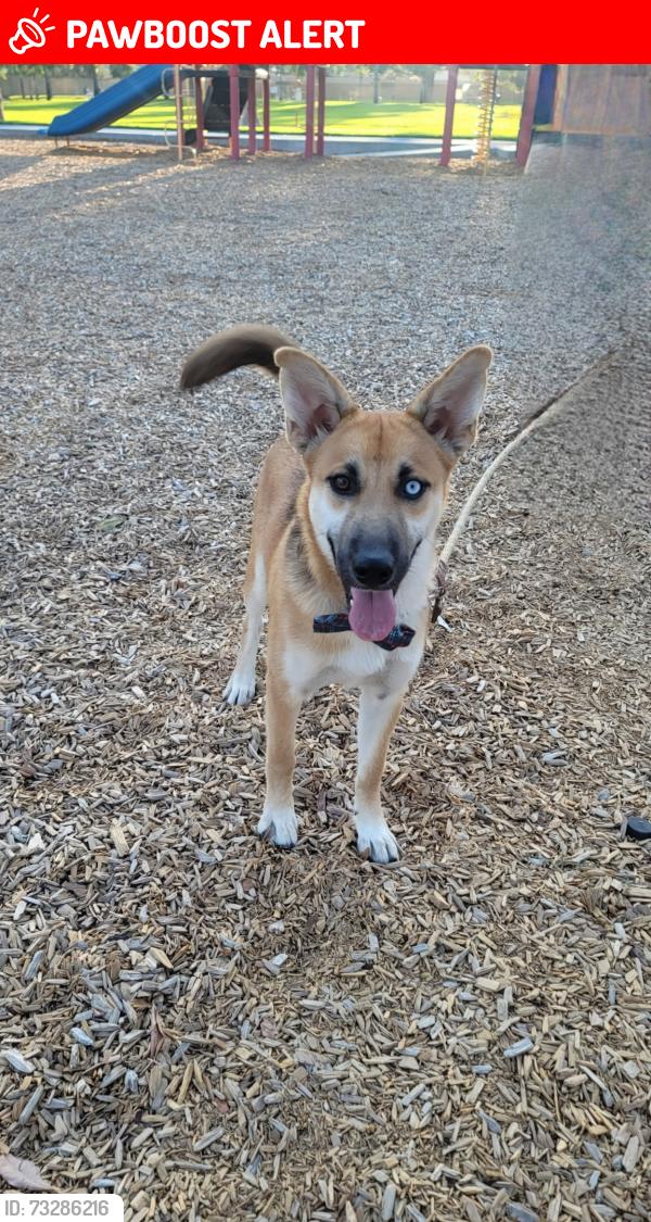Lost Female Dog last seen Standing Rock, San Bernardino County, CA 92308