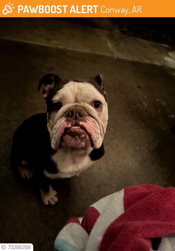 Surrendered Male Dog last seen Stanley Russ Rd. and Blackberry Lane, Conway, AR, Conway, AR 72034