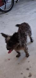 Found/Stray Male Dog last seen Airport rd. And Allen Anderson Rd. Cleveland GA, White County, GA 30528