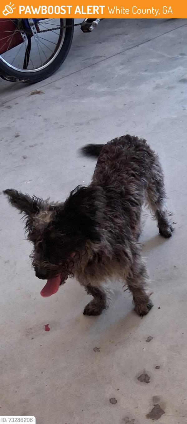 Found/Stray Male Dog last seen Airport rd. And Allen Anderson Rd. Cleveland GA, White County, GA 30528