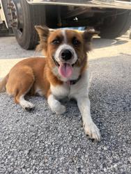 Found/Stray Female Dog last seen Near Hialeah high, Hialeah, FL 33010