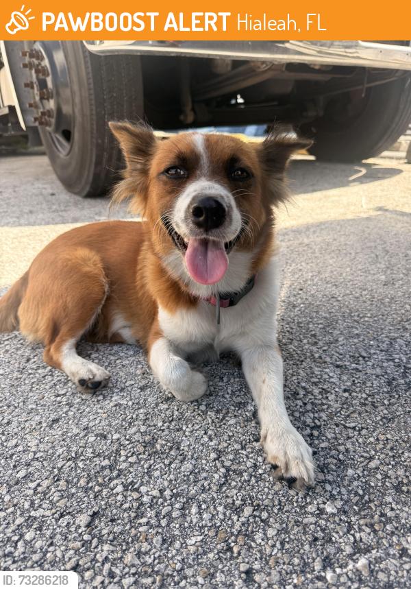 Found/Stray Female Dog last seen Near Hialeah high, Hialeah, FL 33010