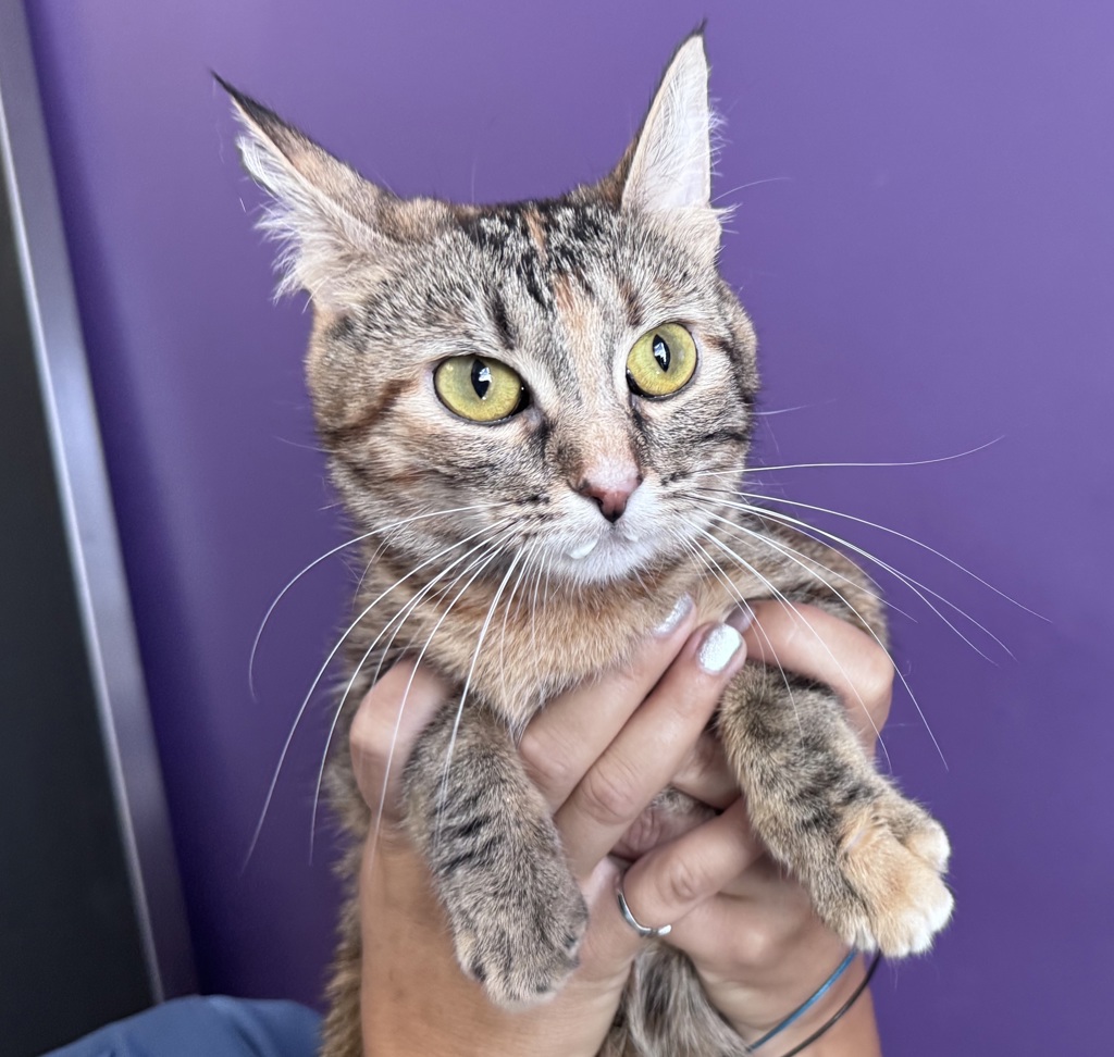 Shelter Stray Female Cat last seen Near E 1185 S, SALT LAKE CITY, UT, 84116, 511 W 3900 S, Salt Lake City, UT 84123, USA