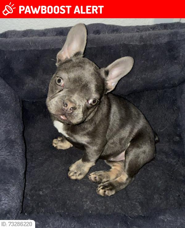 Lost Female Dog last seen Ave Montana, Desert Hot Springs, CA 92240