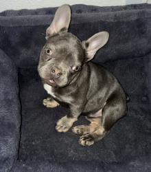Lost Female Dog last seen Ave Montana, Desert Hot Springs, CA 92240