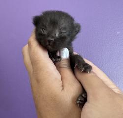 Shelter Stray Female Cat last seen Near E 1185 S, SALT LAKE CITY, UT, 84116, 511 W 3900 S, Salt Lake City, UT 84123, USA