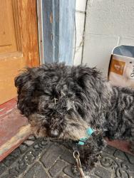 Reunited Male Dog last seen Cornell between Camelia and Gilman, Berkeley, CA 94702