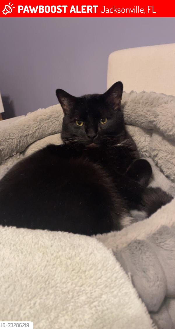 Lost Male Cat last seen Near Twinleaf Court, Jacksonville, FL 32259