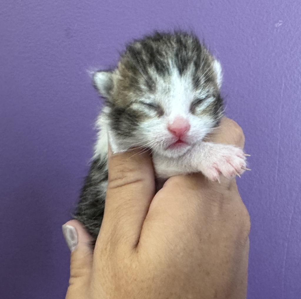 Shelter Stray Male Cat last seen Near E 1185 S, SALT LAKE CITY, UT, 84116, 511 W 3900 S, Salt Lake City, UT 84123, USA
